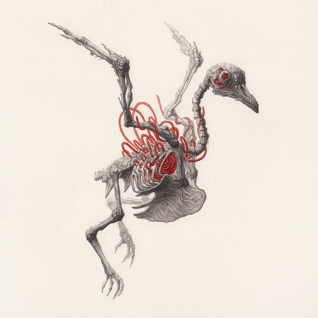 Nick Sheehy - Bird Skeleton