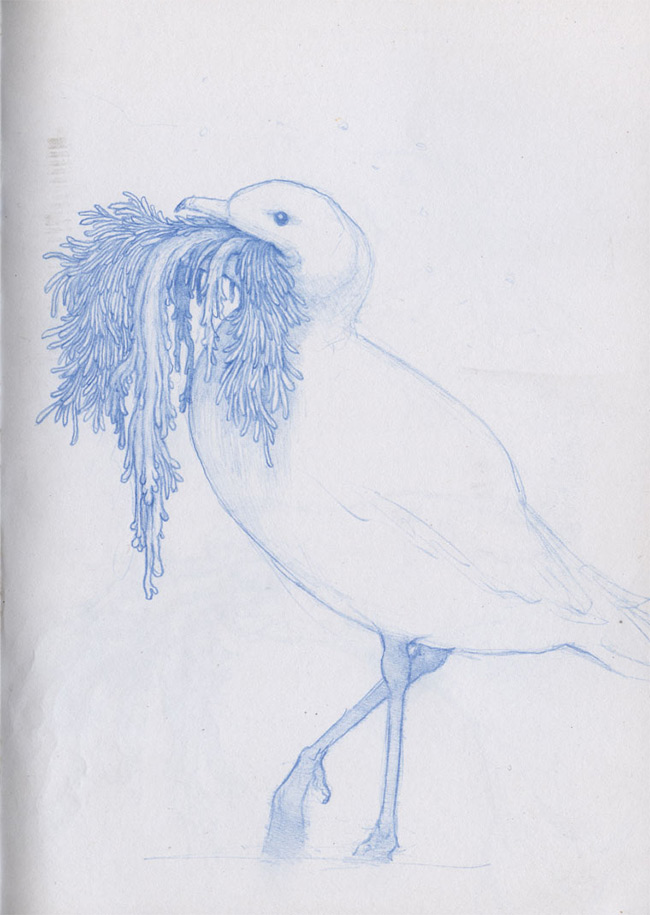 Nathan Reidt - Sketchbook Seagull