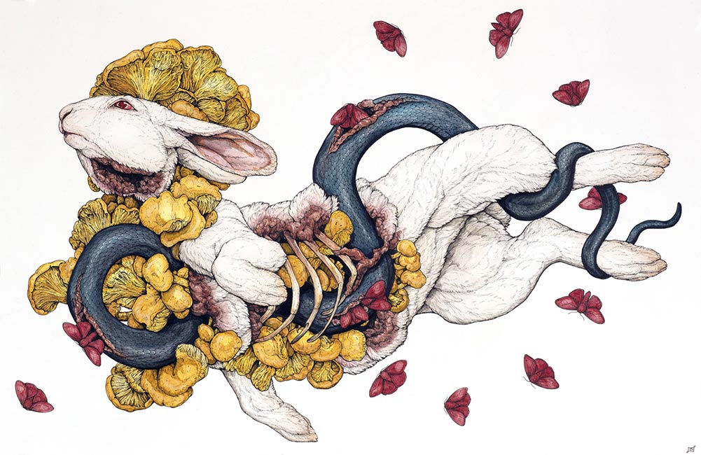 Lauren Marx - The Contemplation of Lepus