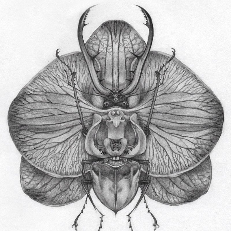Edward Cao - Orchid Beetle, II (Detail)