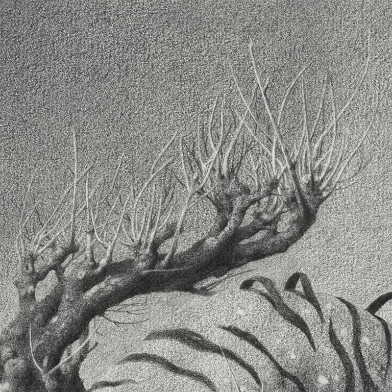 Garis Edelweiss - Sembah Amarah (Detail 1)