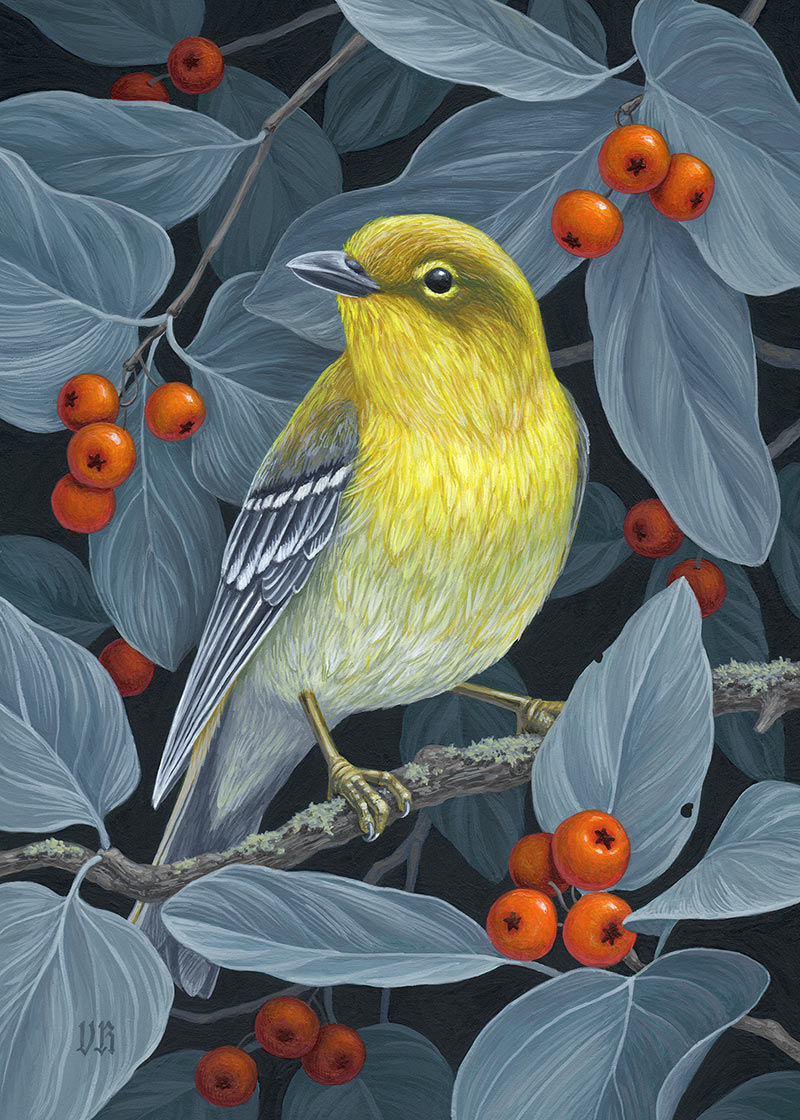 Vasilisa Romanenko - Pine Warbler