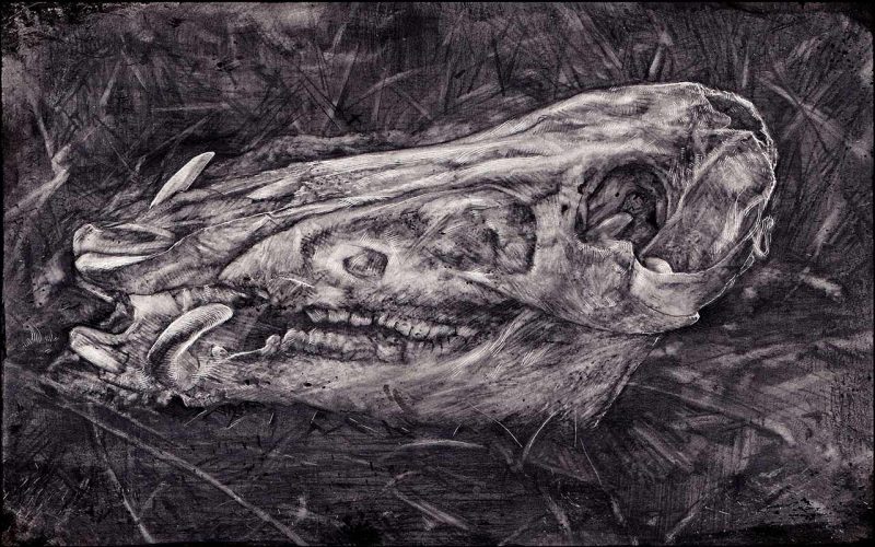 Alex Dakos - Boar Skull