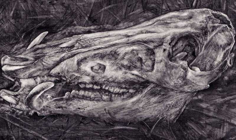 Alex Dakos - Boar Skull (Detail)