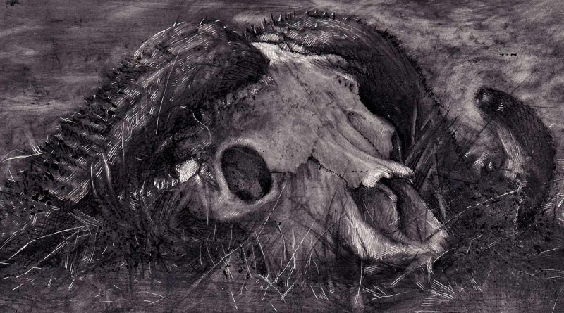 Alex Dakos - Buffalo Skull (Detail)