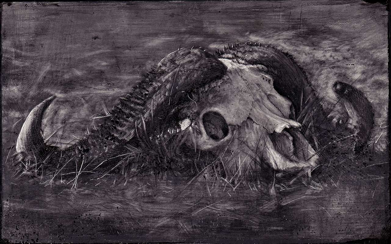 Alex Dakos - Buffalo Skull