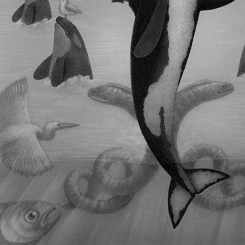 Juliet Schreckinger - The Orca Dance (Detail 2)