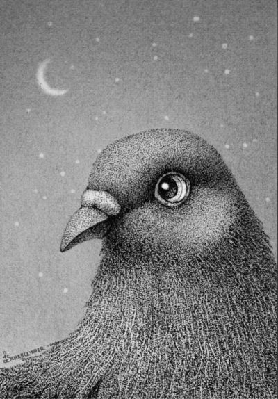 Juliet Schreckinger - Marvin the Pigeon