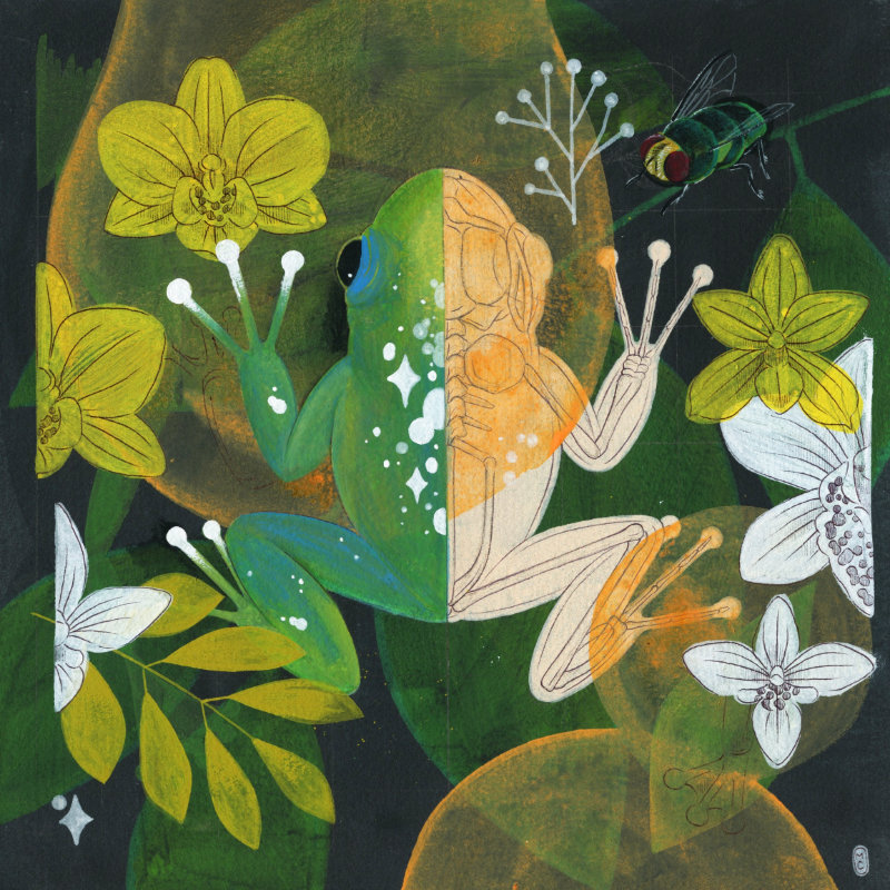Maggie Chiang - Frog