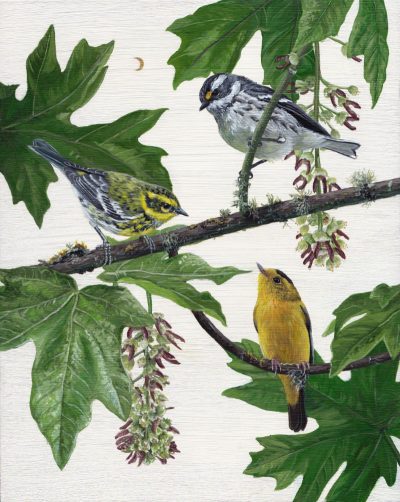 Bekah Zeimetz - Warbler Party