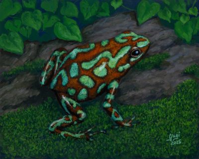Sandra Yagi - Green Dart Frog